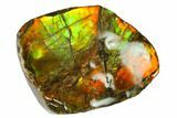 Iridescent Ammolite (Fossil Ammonite Shell) - Alberta, Canada #143533-1